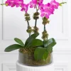 Triple Magenta Orchid 4.5