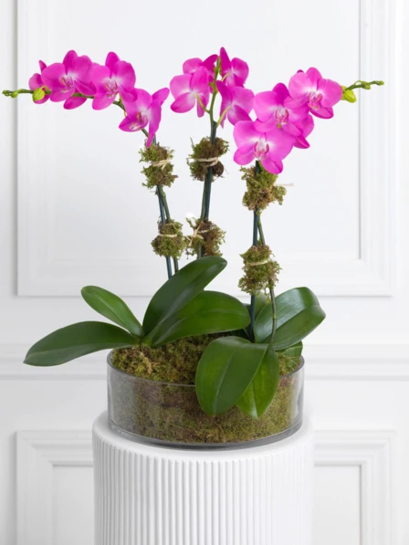 Triple Magenta Orchid 4.5