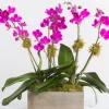 Double Magenta Orchid