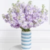 Violette