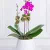 Magenta Orchid