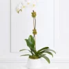 White Orchid