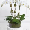 Triple White Orchid